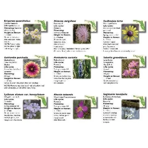 thumbnail for publication: Native Wildflowers on Roadsides of Central and South Florida